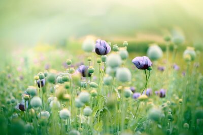 Canvas Lila klaprozen op een veld