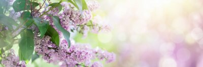 Lilac flowers spring blossom