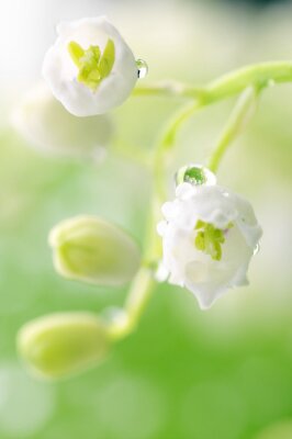 Canvas Lily of the valley
