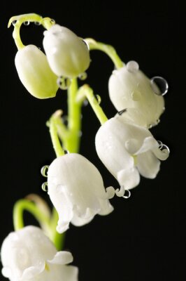 Canvas Lily of the valley