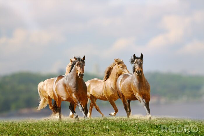 Canvas Lopende groep paarden