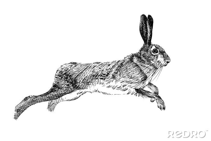 Canvas Lopende konijn zwart-wit schets