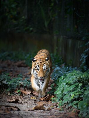 Canvas Lopende tijger