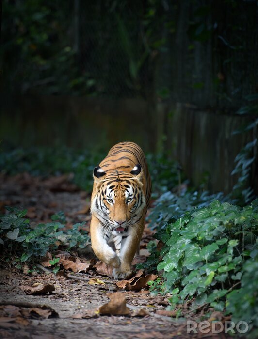 Canvas Lopende tijger