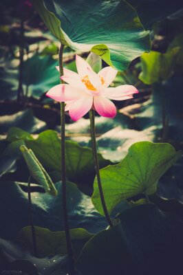 Canvas Lotusbloem op het water