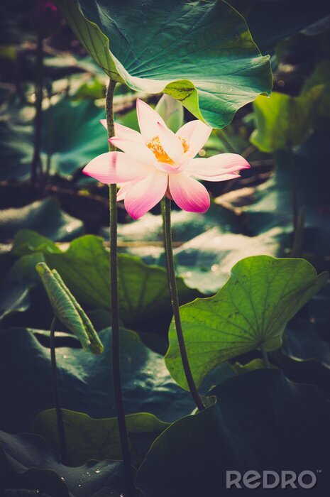 Canvas Lotusbloem op het water
