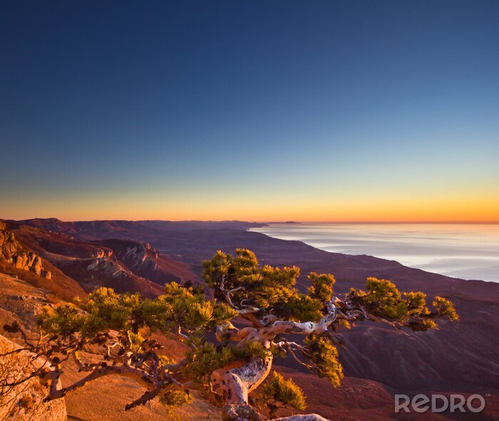 Canvas luchtfoto van overleven boom in de bergen en zonsopgang boven de