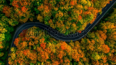 Canvas Luchtmening van dik bos in de herfst met weg die door snijden