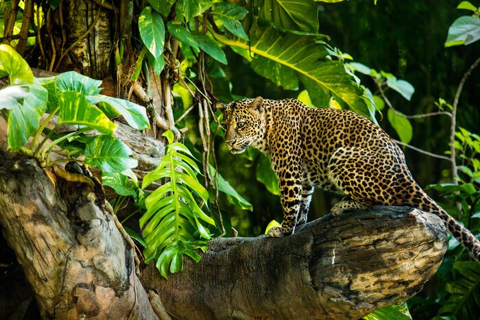 Canvas Luipaard in de jungle