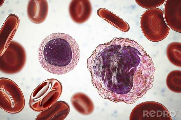 Canvas Lymfocyt (links) en monocyt (rechts) omgeven door rode bloedcellen, 3D-afbeelding
