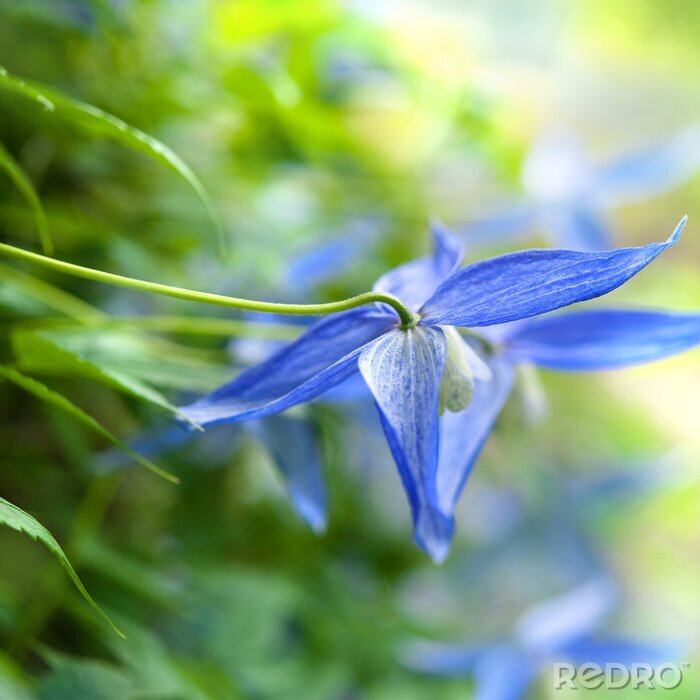 Canvas Macro met blauwe bloem