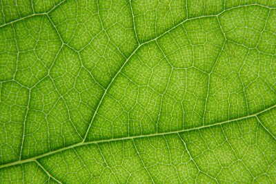 Canvas Macro shot of green leaf texture