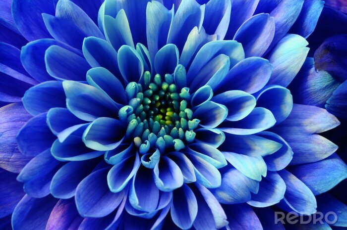 Canvas Macro van blauwe bloem aster