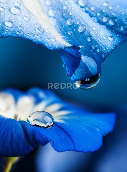 Canvas Macro van dauwdruppels op bloemen