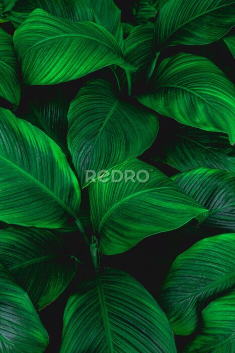 Canvas Macrofoto van groene bladeren