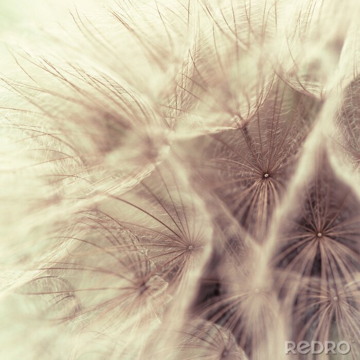 Canvas Macrofotografie van paardenbloemzaden