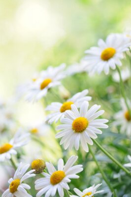 Madeliefjes op een zomerse dag