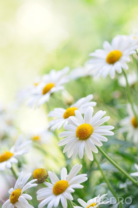 Canvas Madeliefjes op een zomerse dag