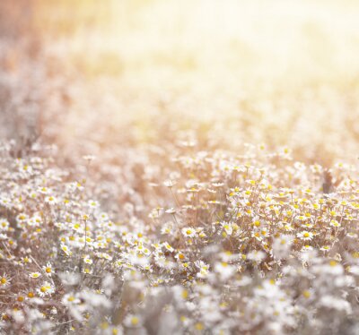 Fotobehang Madeliefjeweide