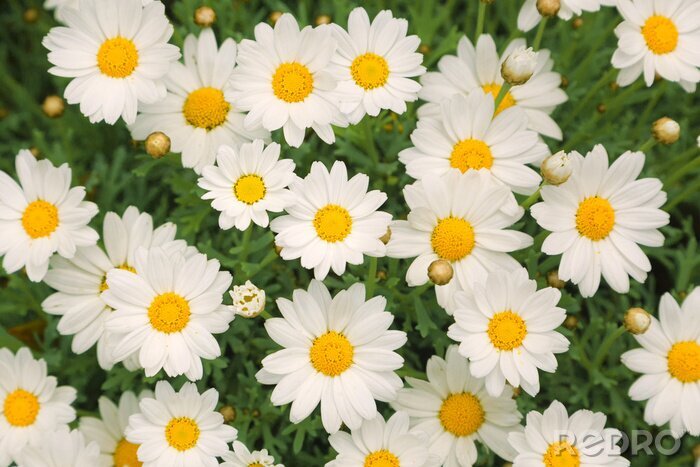Canvas Magic zonnige daisy bloemen achtergrond