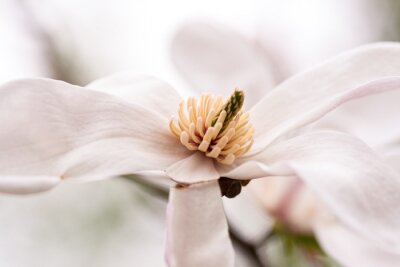 Canvas magnolia bloem