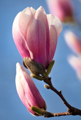 Canvas Magnolia bloesem Close-up