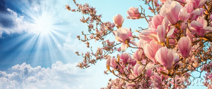 Canvas Magnolia boom bloesem met kleurrijke hemel op de achtergrond