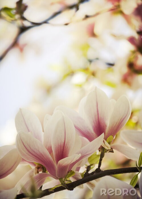 Canvas Magnolia met tweekleurige bloemblaadjes