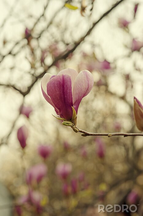 Canvas Magnolia op een bewolkte dag