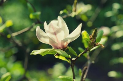 Magnolia op een takje