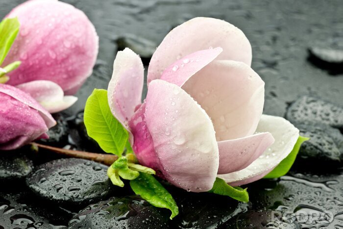 Canvas Magnolia's en spa stenen