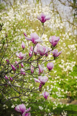 Magnolia takken in de tuin