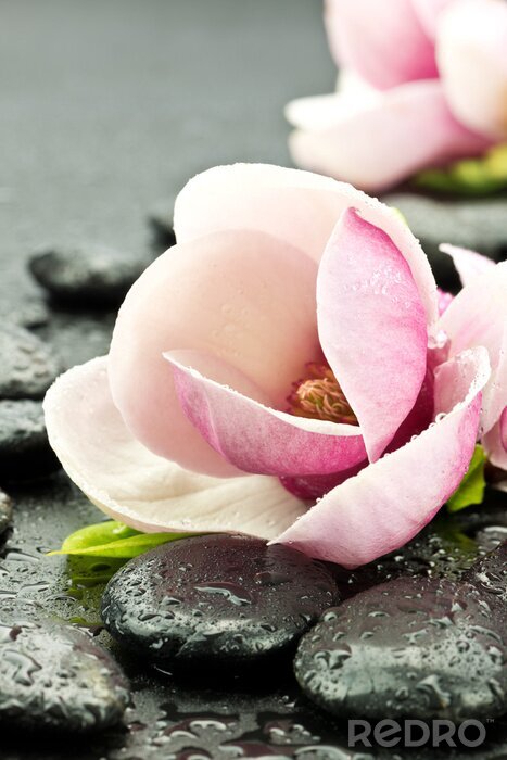 Canvas Magnolia z kamieniami doen spa