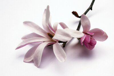 Canvas magnoliabloesem