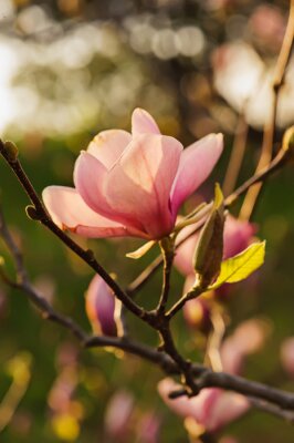 Magnoliatak bij zonsondergang