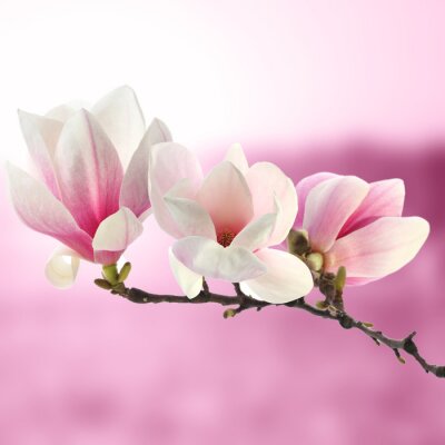 Magnoliatak op een roze achtergrond