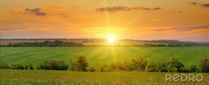 Canvas maïsveld en zonsopgang op blauwe hemel