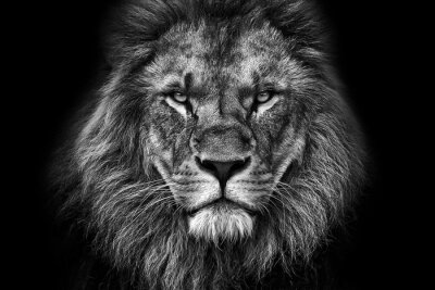 Canvas majestueuze leeuw