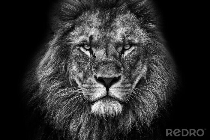 Canvas majestueuze leeuw