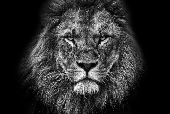 Canvas Majestueuze leeuw