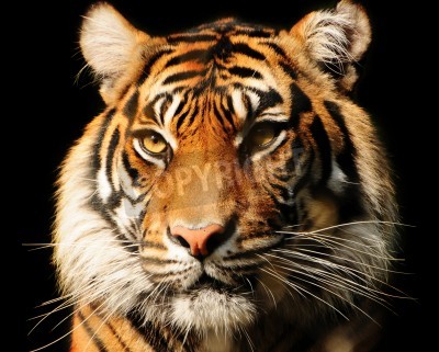 Canvas Majestueuze tijger op zwarte achtergrond