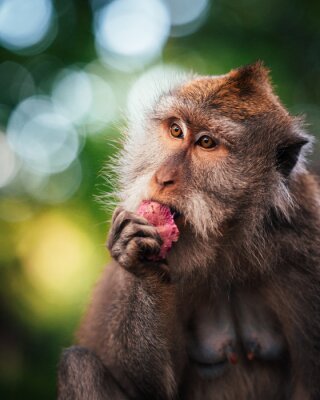 Canvas Makaak eet fruit in een apenbos
