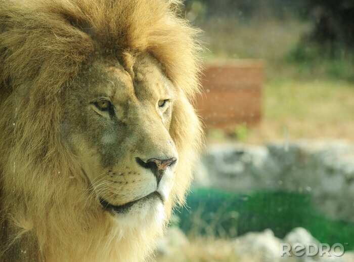 Canvas mannelijke leeuw