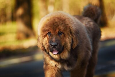Canvas Mastiff-hondenpuppy