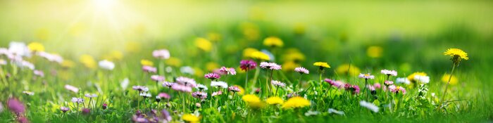 Canvas Meadow with lots of white and pink spring daisy flowers and yellow dandelions in sunny day