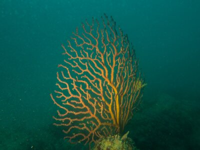 Canvas Mediterranean coral reef