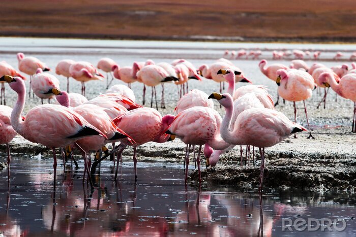 Canvas Meer in de Andes met flamingo's