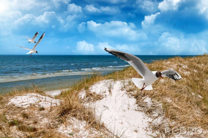 Canvas Meeuwen, duinen en de zee