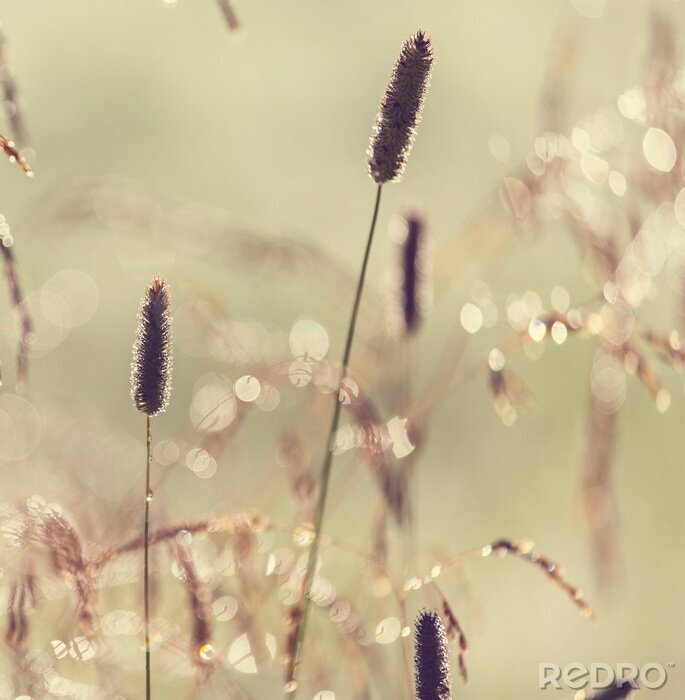 Canvas Melancholische weide