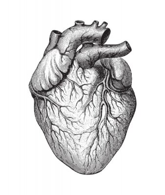 Canvas Menselijk hart / vintage illustratie
